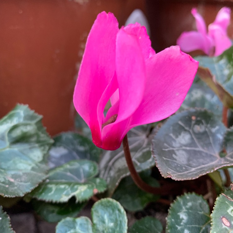plant image 1180723