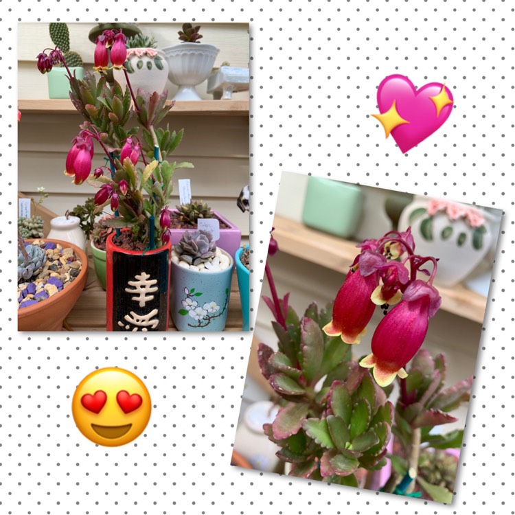 Plant image Kalanchoe manginii 'Wendy'