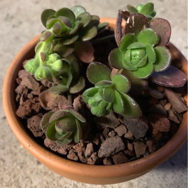 Aeonium Saundersii