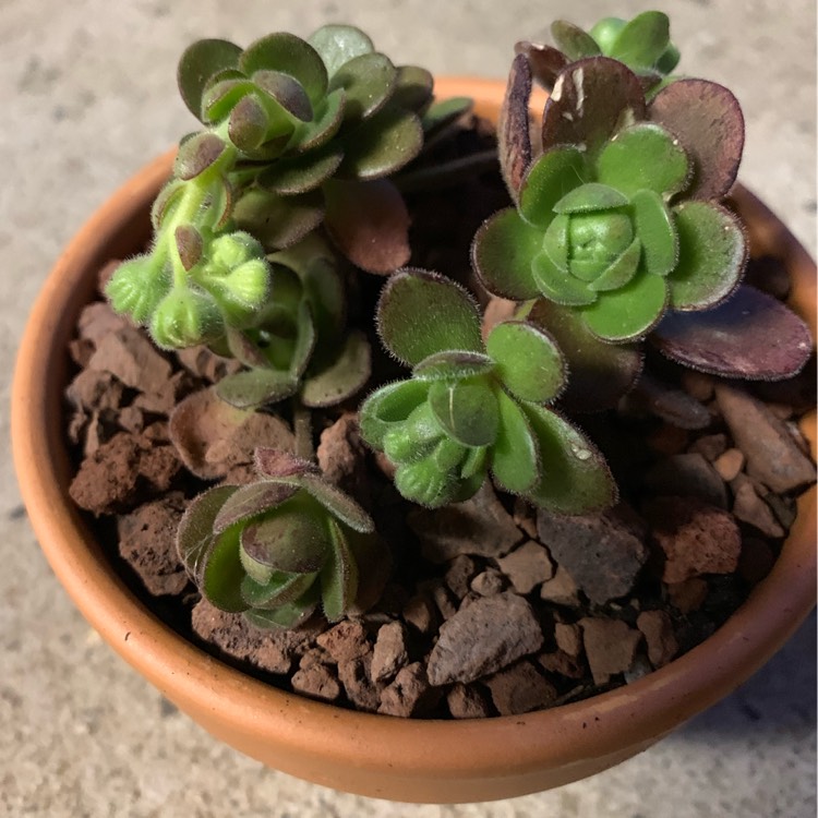 plant image 1181125