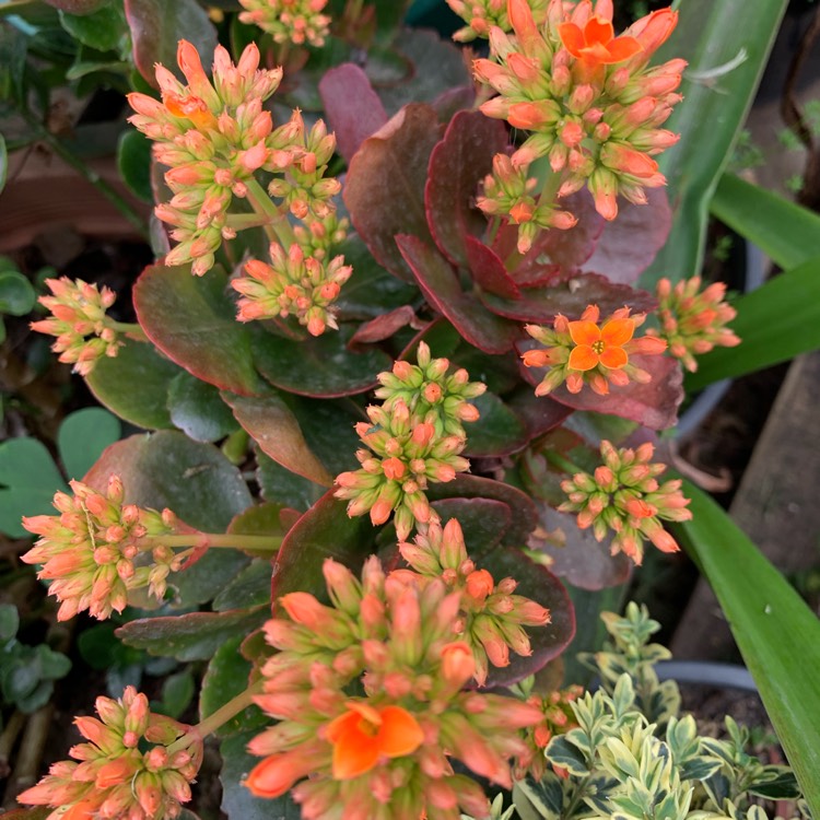 Plant image Kalanchoe blossfeldiana 'orange'
