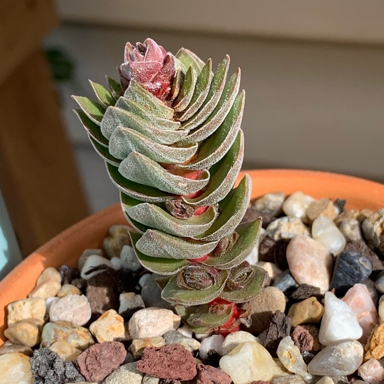 plant image 1181196