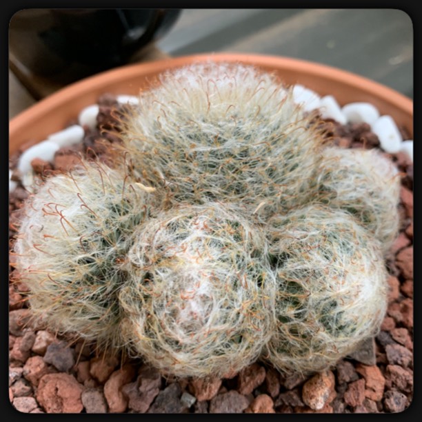 Plant image Mammillaria schiedeana