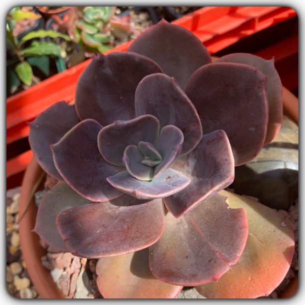 plant image 1184442