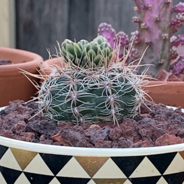 Plant image Gymnocalycium Bruchii