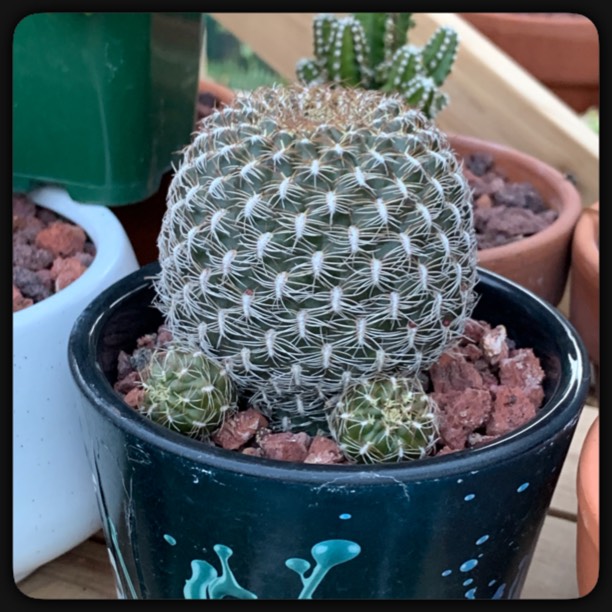 plant image 1184900