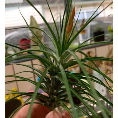 Tillandsia caulescens