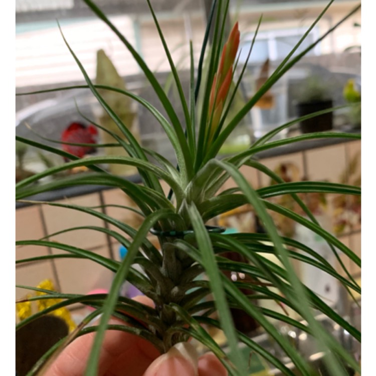 plant image 1185298