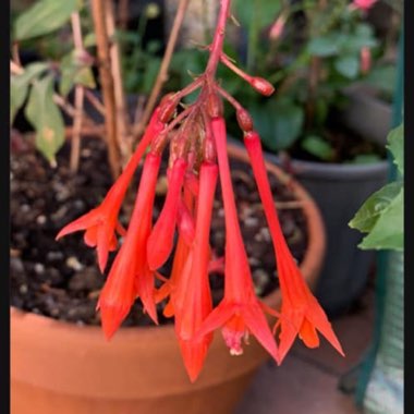 Fuchsia 'Coralle'