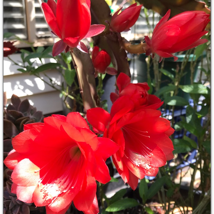 plant image 1193785