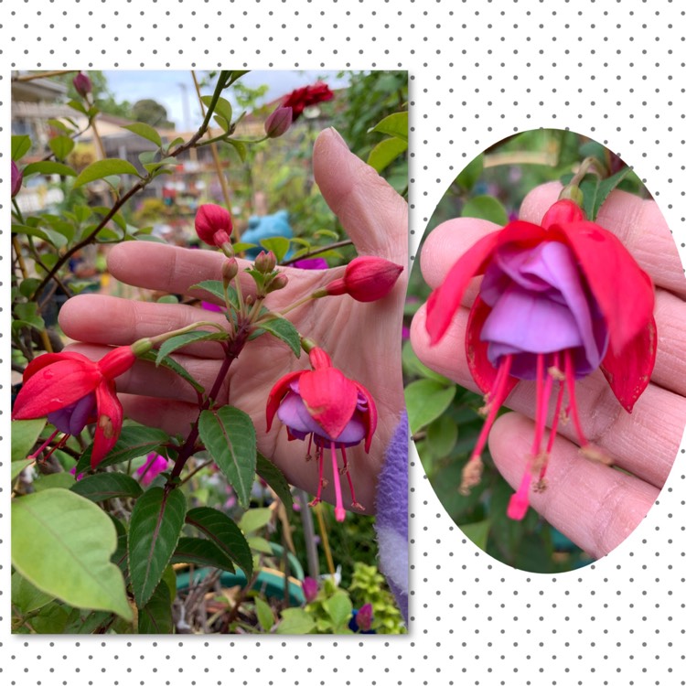 Plant image Fuchsia 'Gillian Anthea'