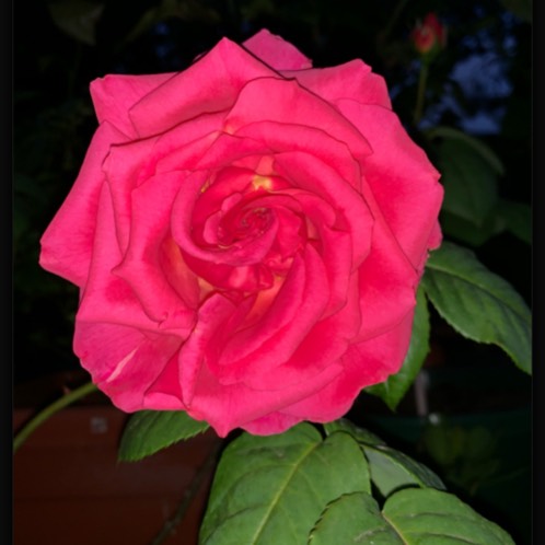 Plant image Rosa 'Meitatamit' syn. Rosa 'Child's Play'