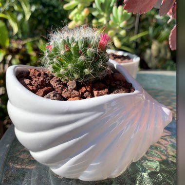 Mammillaria