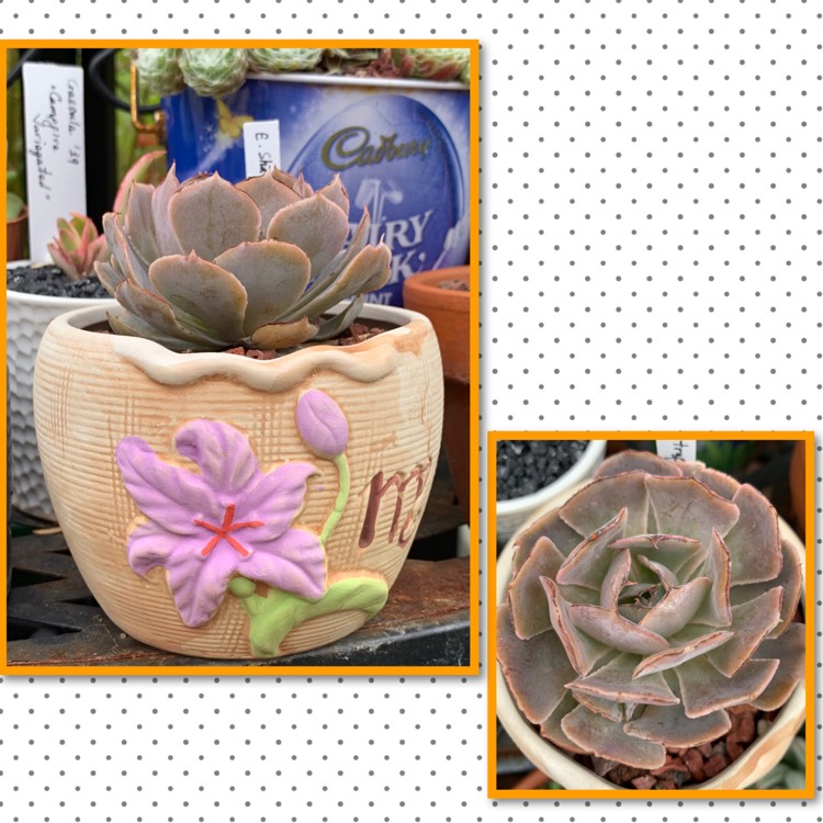 Plant image Echeveria Shaviana Truffles
