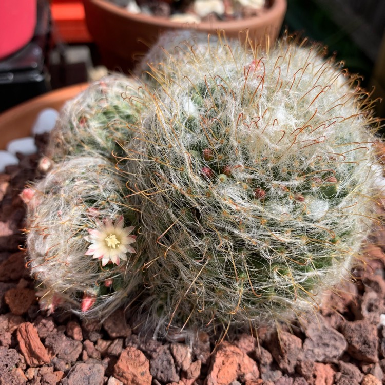 plant image 1197690