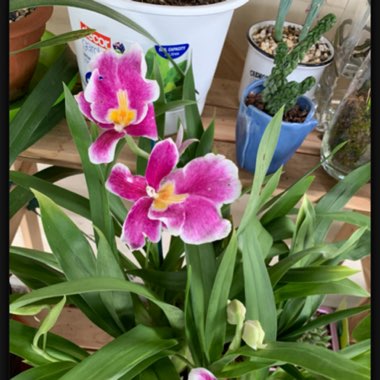 Miltoniopsis Hybrid