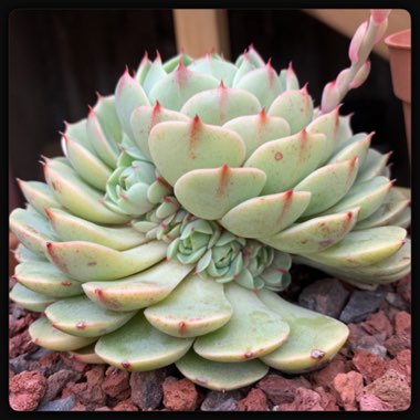 Echeveria Ben Badis