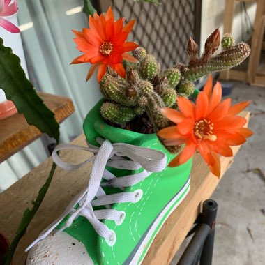 Echinopsis chamaecereus syn. Chamaecereus silvestrii