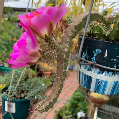 Echinocereus Pentalophus