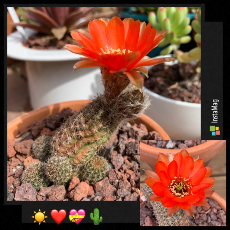 Plant image Rebutia heliosa var. cajasensis