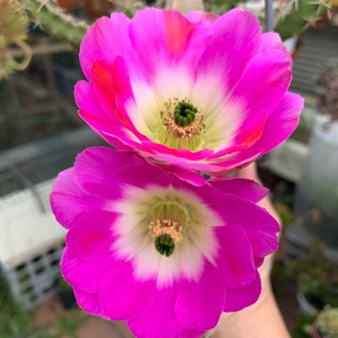Echinocereus Pentalophus