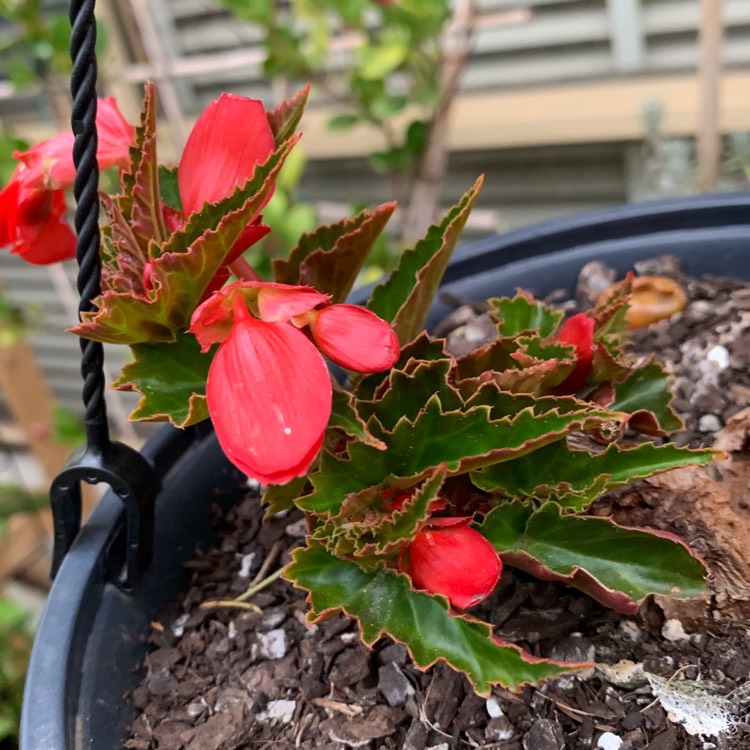 Plant image Begonia 'Waterfall Encanto Red' (Waterfall Series)