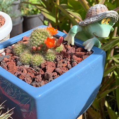 Rebutia pulvinosa