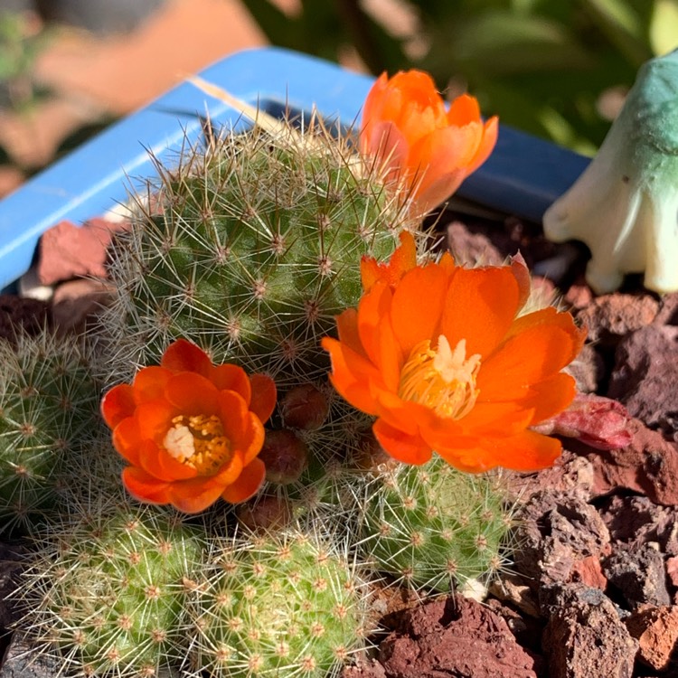 Plant image Rebutia pulvinosa