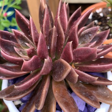 Echeveria Serrana