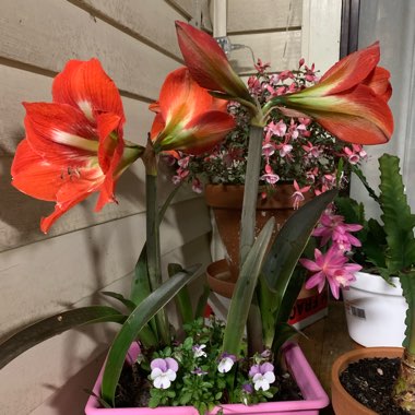 Hippeastrum (Sonatini Group) 'Red Rascal'