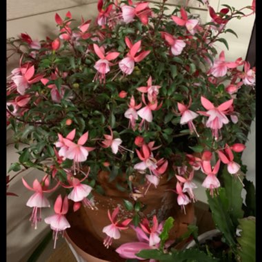 Fuchsia 'Beauty Queen'