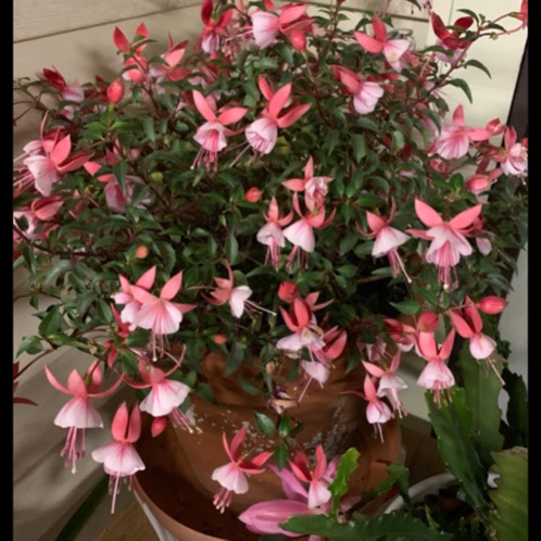 plant image 1205537