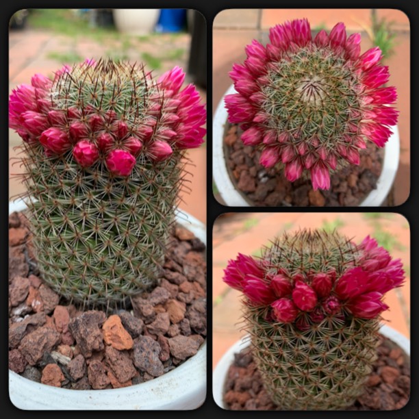 Plant image Mammillaria matudae