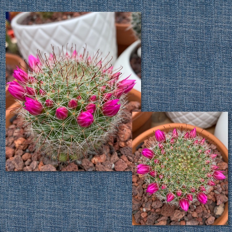 plant image 1205608