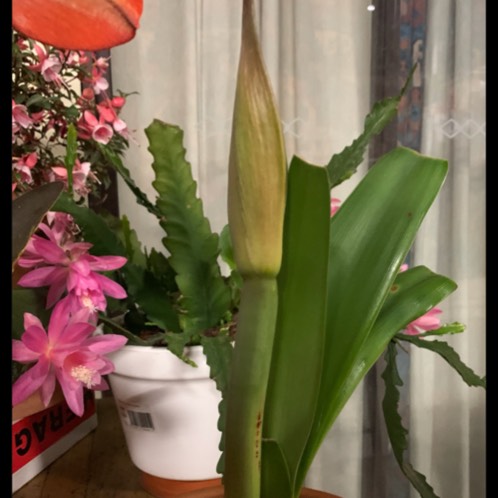 plant image 1205609