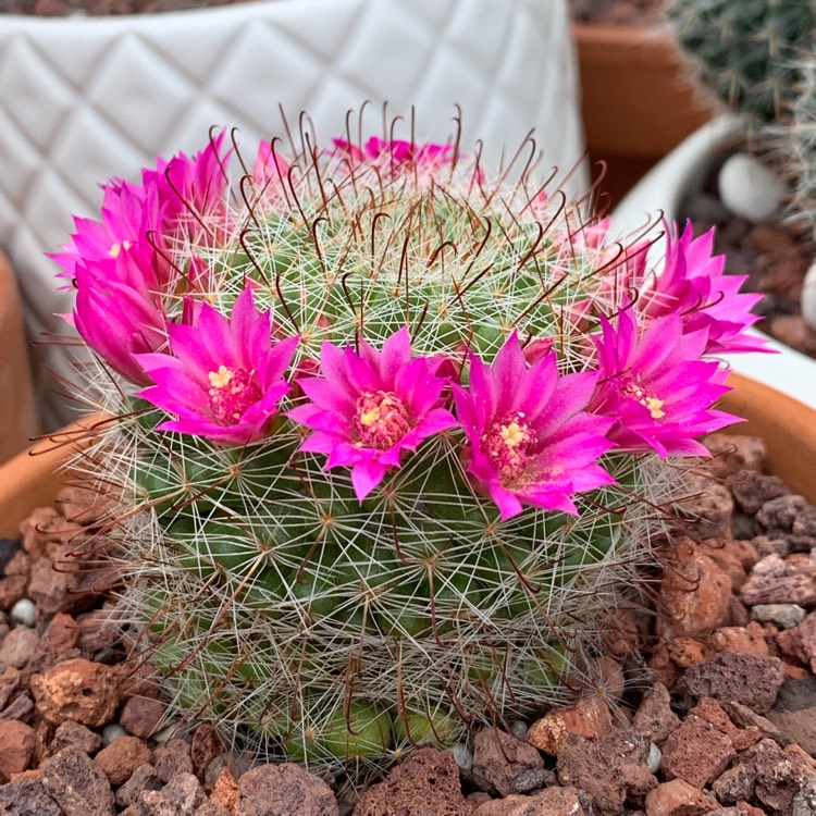 plant image 1205768