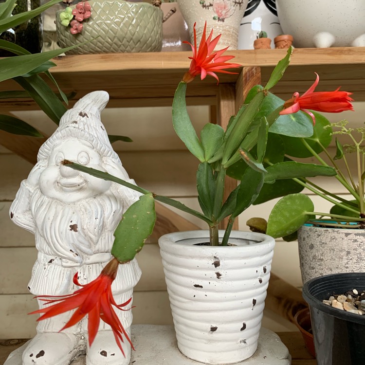 plant image 1208010