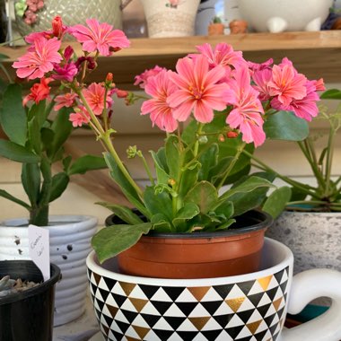 Lewisia 'Little Plum' (Little Series)