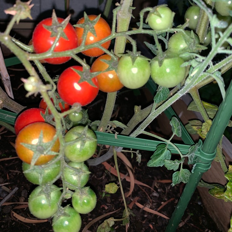 Plant image Solanum Lycopersicum var. cerasiforme 'Sweet Aperitif'