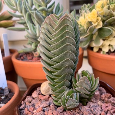 Crassula Kimnachi