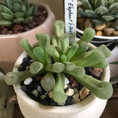 Frithia Pulchra