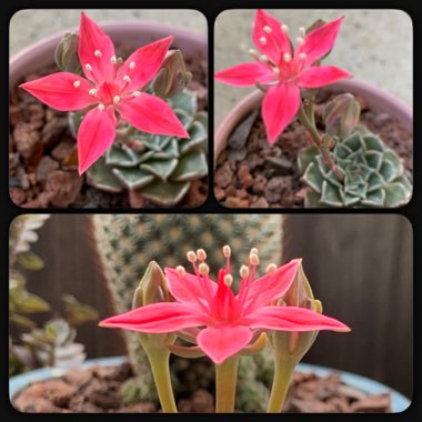 Echeveria Bella Donna