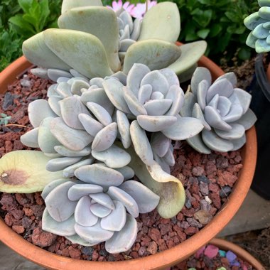 xGraptoveria Margaret Rose