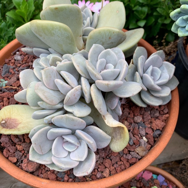 plant image 1212778 plant image 1212778