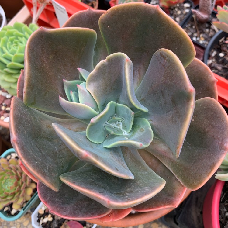 plant image 1212783