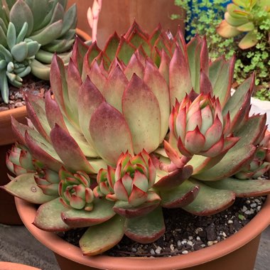 Echeveria Benimusume