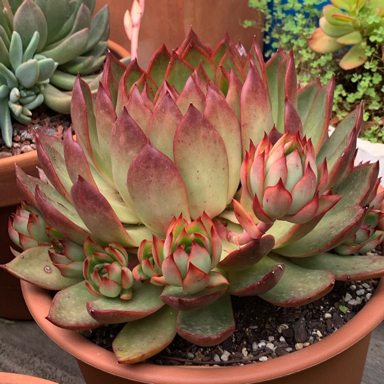 plant image 1212785 plant image 1212785