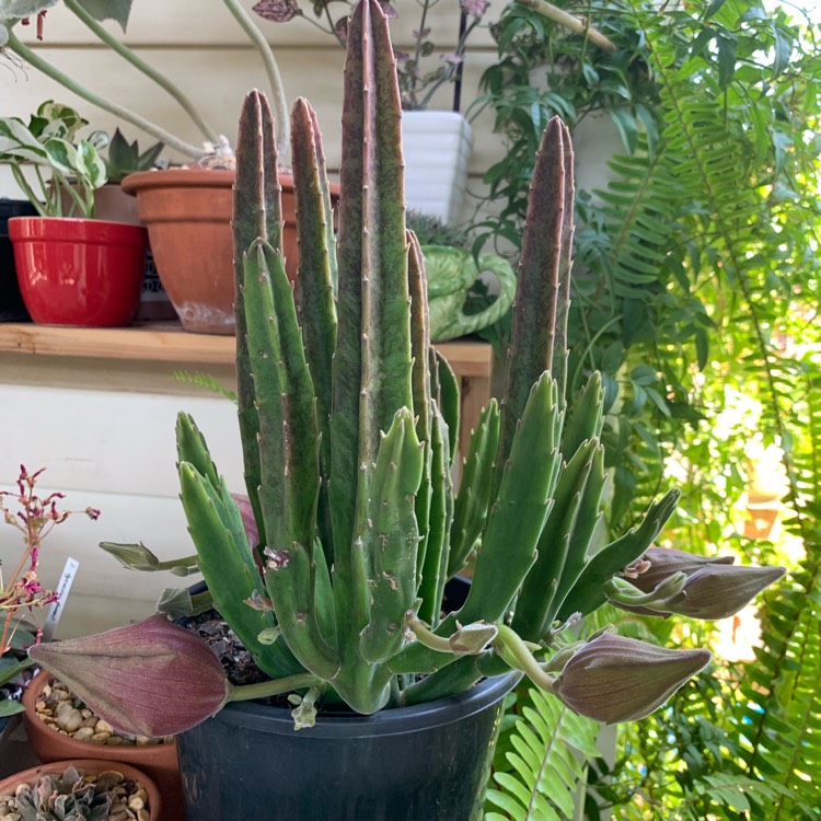 plant image 1213174 plant image 1213174