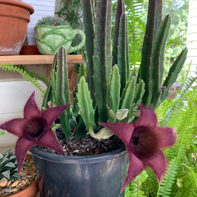 plant image 1213455 plant image 1213455