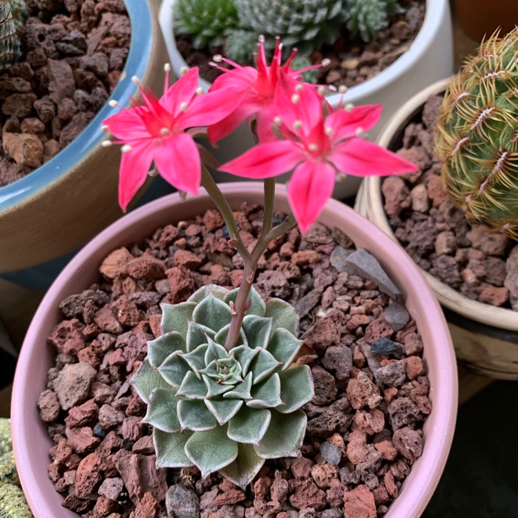 plant image 1213462